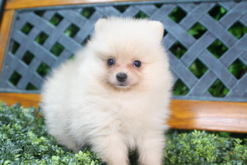 成約済の京都府のポメラニアン-35991の4枚目