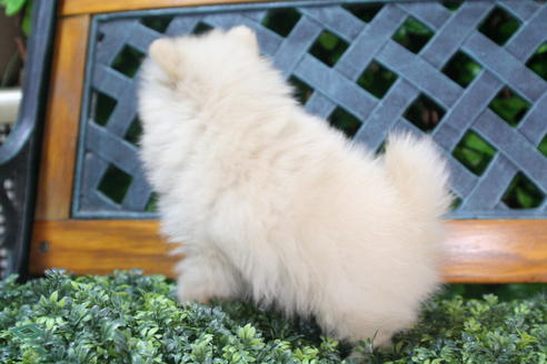 成約済の京都府のポメラニアン-35991の2枚目