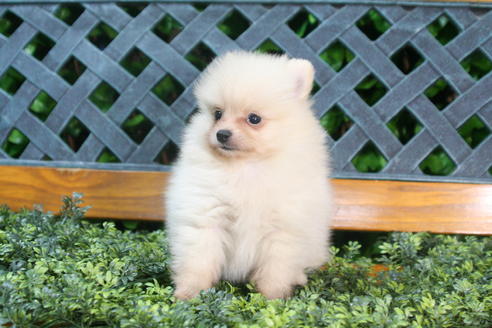 成約済の京都府のポメラニアン-35991の1枚目