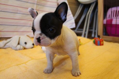 成約済の愛知県のフレンチブルドッグ-34623の4枚目