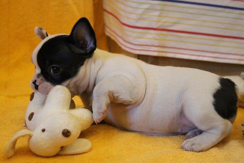 成約済の愛知県のフレンチブルドッグ-34623の3枚目