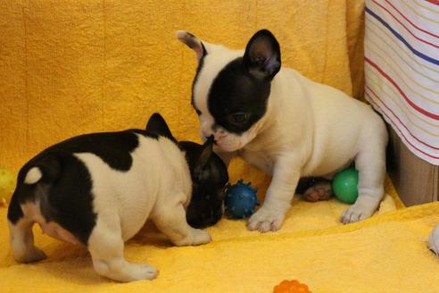 成約済の愛知県のフレンチブルドッグ-34623の2枚目