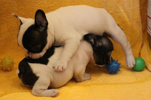 成約済の愛知県のフレンチブルドッグ-34623の1枚目