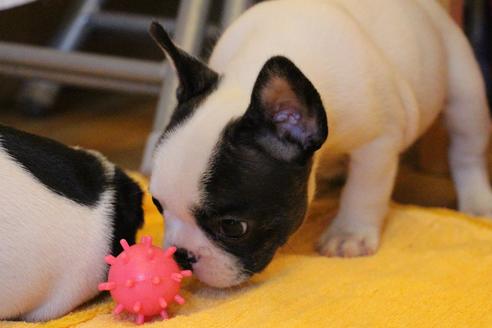 成約済の愛知県のフレンチブルドッグ-34563の5枚目