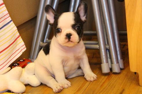 成約済の愛知県のフレンチブルドッグ-34563の4枚目