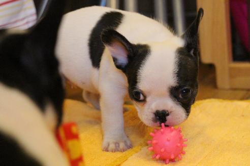 成約済の愛知県のフレンチブルドッグ-34563の3枚目