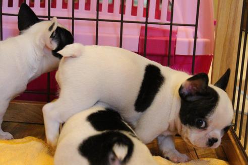 成約済の愛知県のフレンチブルドッグ-34563の2枚目