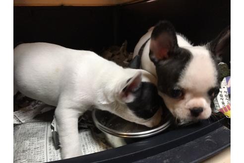 成約済の愛知県のフレンチブルドッグ-34563の1枚目