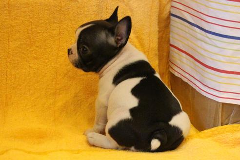 成約済の愛知県のフレンチブルドッグ-34626の5枚目