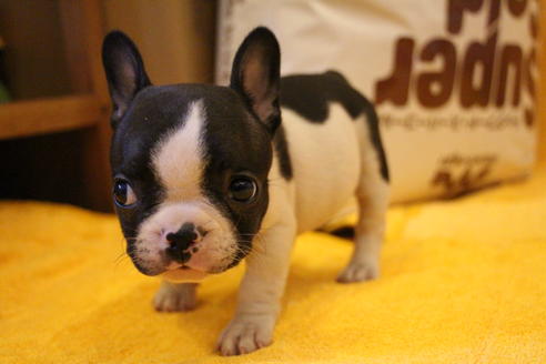 成約済の愛知県のフレンチブルドッグ-34626の3枚目