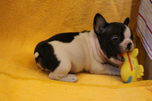成約済の愛知県のフレンチブルドッグ-34626の2枚目