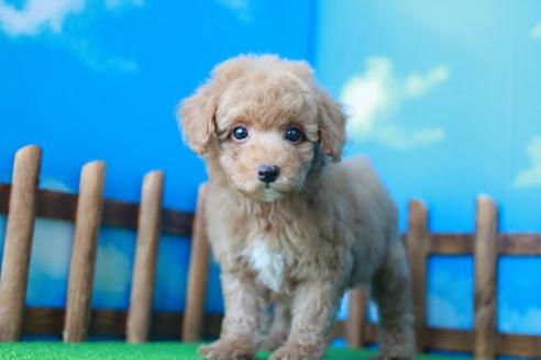 成約済の滋賀県のトイプードル-35911の2枚目