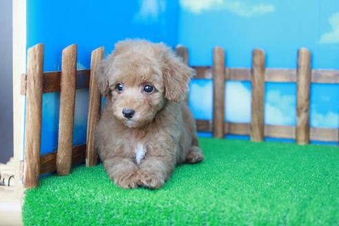 成約済の滋賀県のトイプードル-35911の1枚目