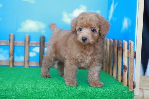 成約済の滋賀県のトイプードル-35903の2枚目