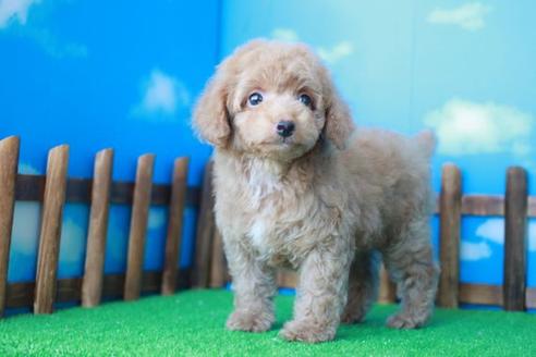 成約済の滋賀県のトイプードル-35902の2枚目