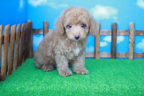 成約済の滋賀県のトイプードル-35902の1枚目