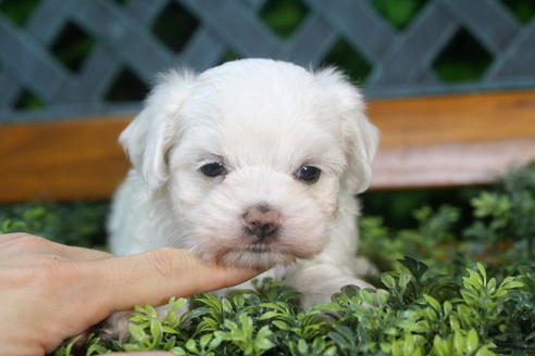 成約済の京都府のマルチーズ-35998の5枚目