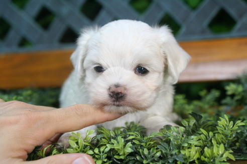 成約済の京都府のマルチーズ-35998の4枚目