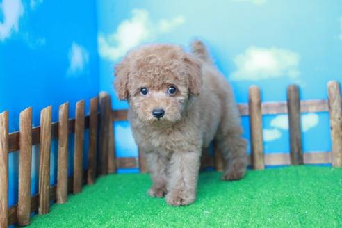 成約済の滋賀県のトイプードル-35422の3枚目