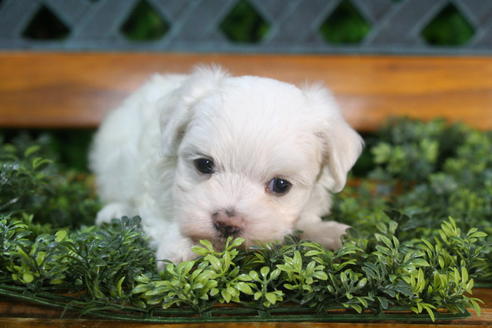 成約済の京都府のマルチーズ-35998の3枚目