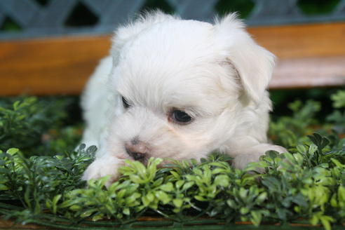 成約済の京都府のマルチーズ-35998の2枚目