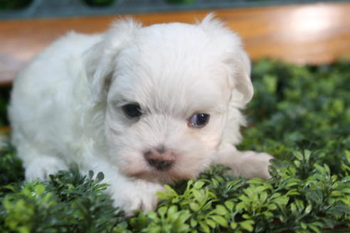 成約済の京都府のマルチーズ-35998の1枚目