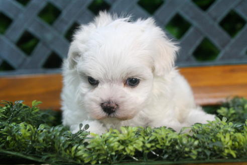 成約済の京都府のマルチーズ-35999の5枚目