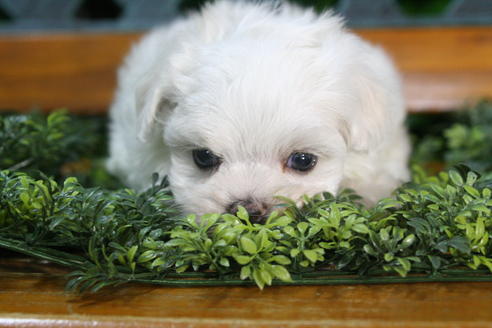 成約済の京都府のマルチーズ-35999の4枚目