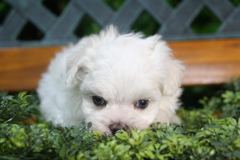 成約済の京都府のマルチーズ-35999の3枚目