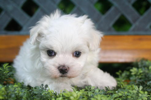 成約済の京都府のマルチーズ-35999の2枚目