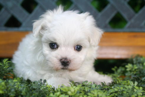 成約済の京都府のマルチーズ-35999の1枚目