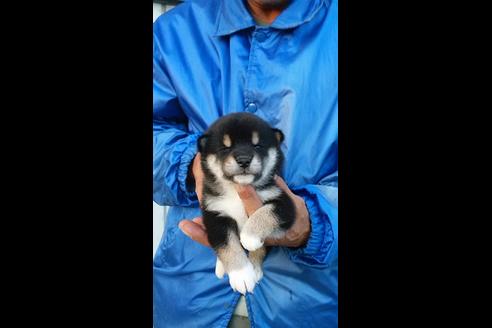 成約済の愛知県の柴犬-36021の4枚目