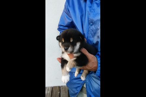 成約済の愛知県の柴犬-36021の3枚目