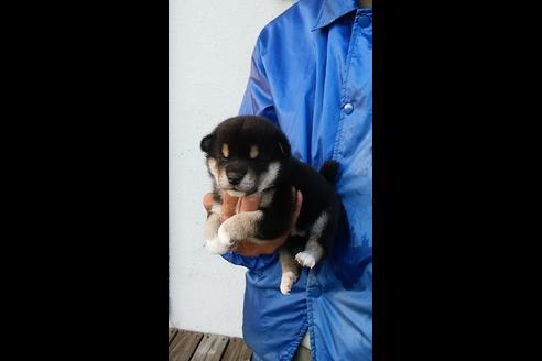 成約済の愛知県の柴犬-36021の2枚目