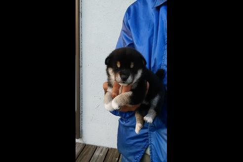 成約済の愛知県の柴犬-36021の1枚目