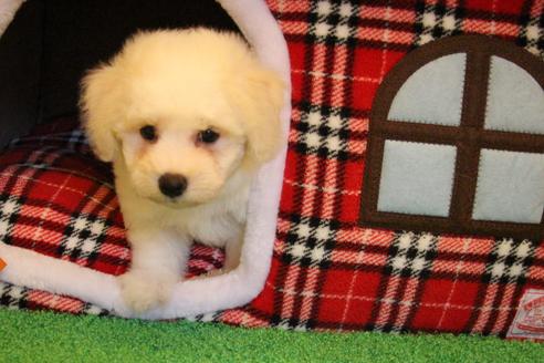 成約済の愛知県のビションフリーゼ-36145の5枚目