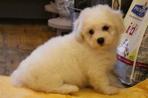 成約済の愛知県のビションフリーゼ-36145の4枚目