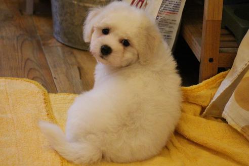 成約済の愛知県のビションフリーゼ-36145の3枚目