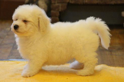 成約済の愛知県のビションフリーゼ-36145の2枚目