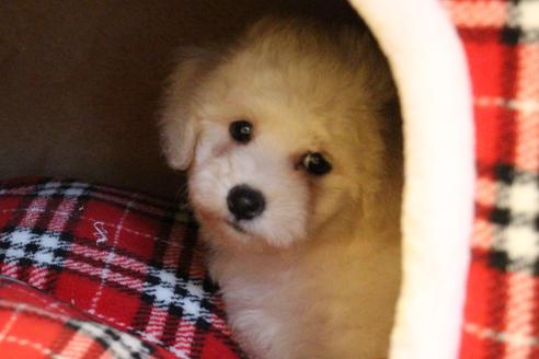 成約済の愛知県のビションフリーゼ-36145の1枚目