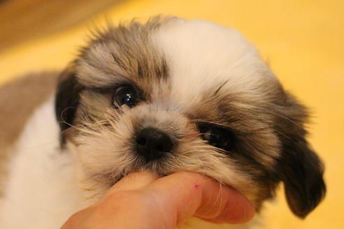 成約済の愛知県のシーズー-34350の5枚目