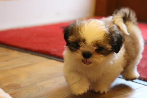 成約済の愛知県のシーズー-34350の4枚目