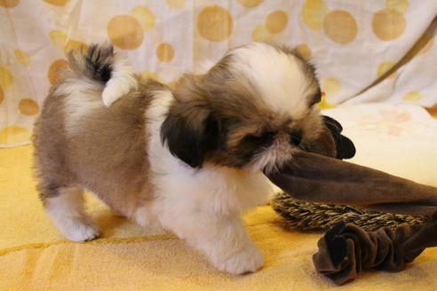 成約済の愛知県のシーズー-34350の3枚目