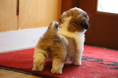 成約済の愛知県のシーズー-34350の2枚目