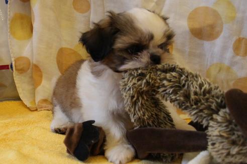 成約済の愛知県のシーズー-34350の1枚目