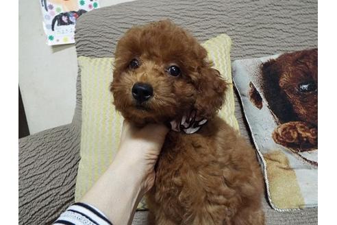 成約済の兵庫県のトイプードル-36169の4枚目