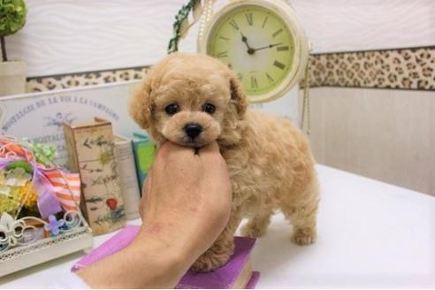 成約済の大阪府のトイプードル-36171の5枚目