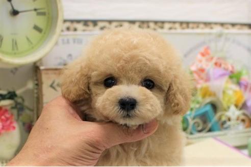 成約済の大阪府のトイプードル-36172の3枚目