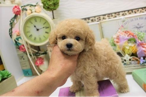 成約済の大阪府のトイプードル-36172の1枚目