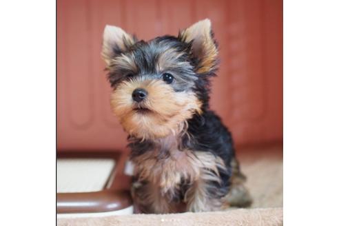 子犬